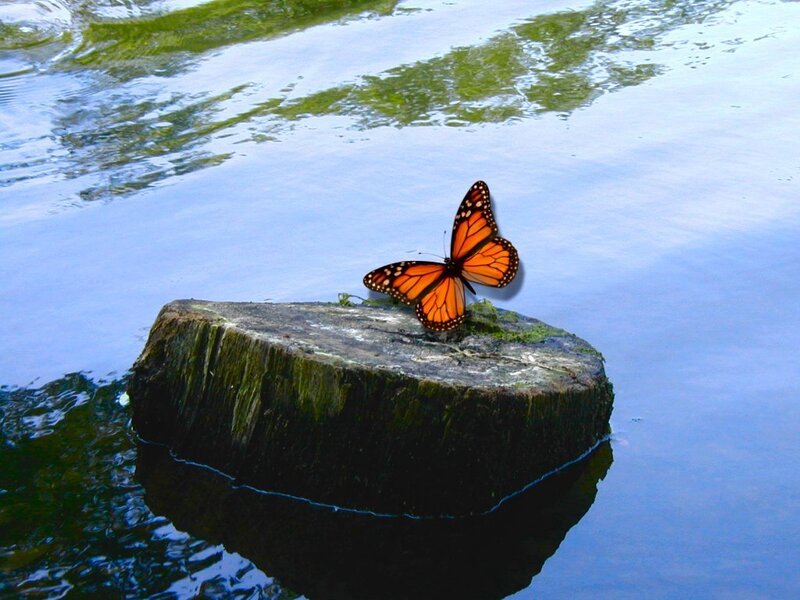 Monarch butterfly on a log