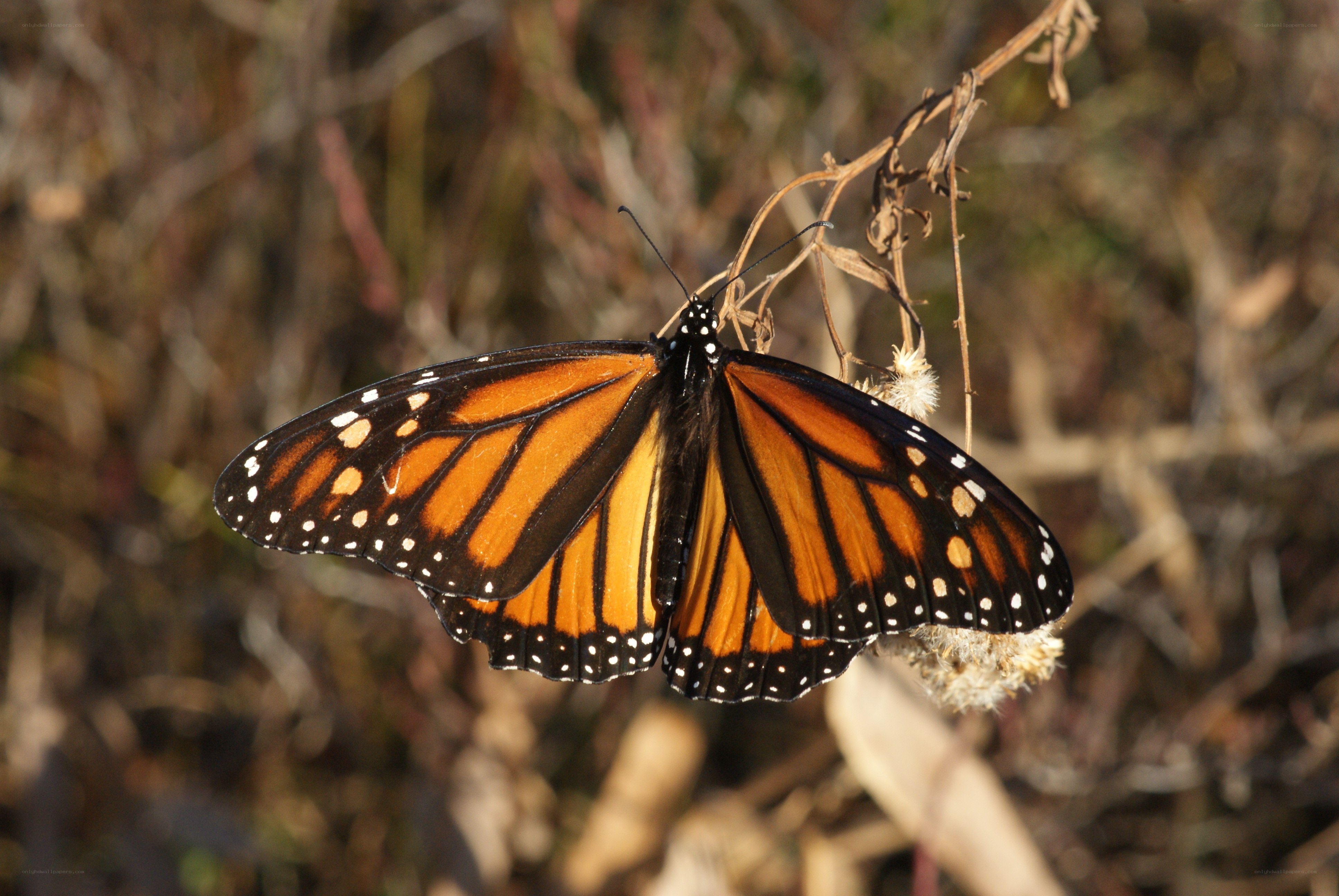 Monarch butterfly on a plant