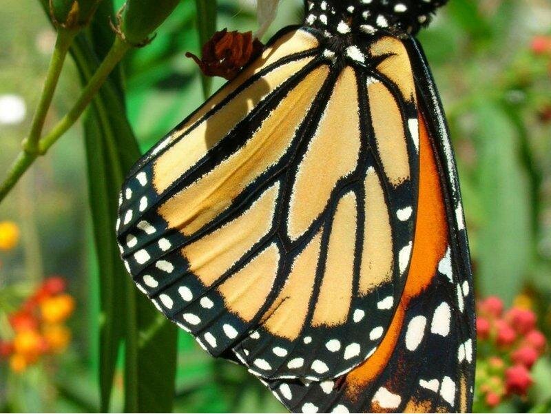 Monarch butterfly on a plant