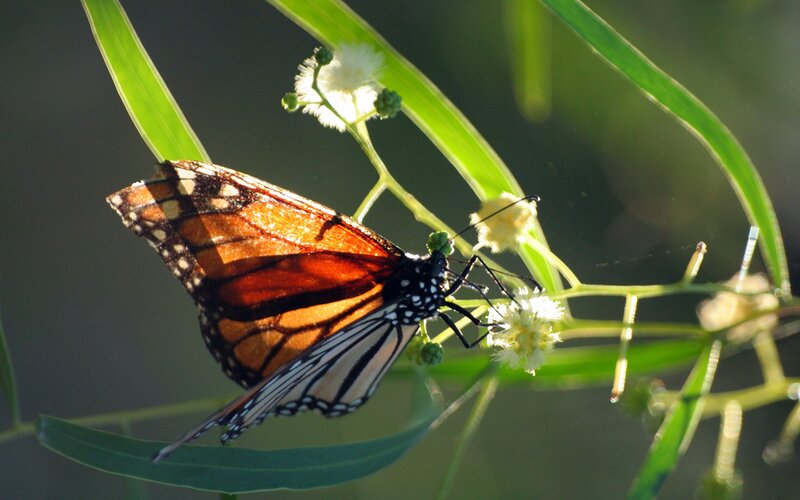 Monarch butterfly on a plant