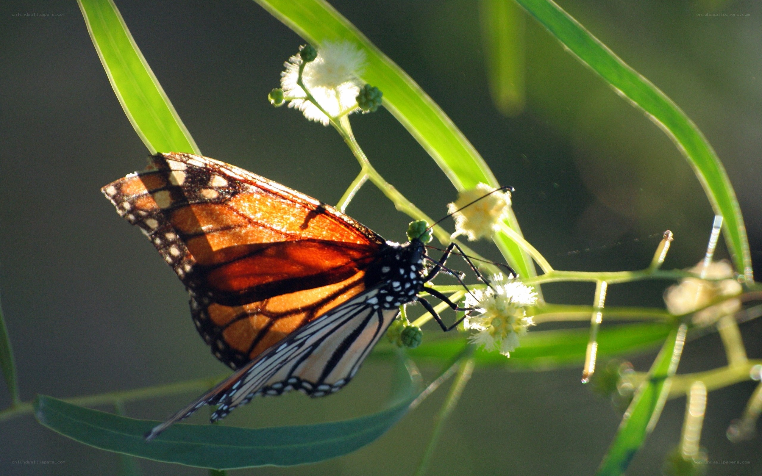 Monarch butterfly on a plant