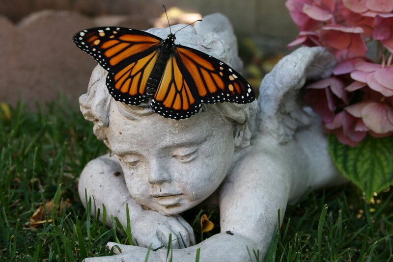Monarch Butterfly on Angel Statue