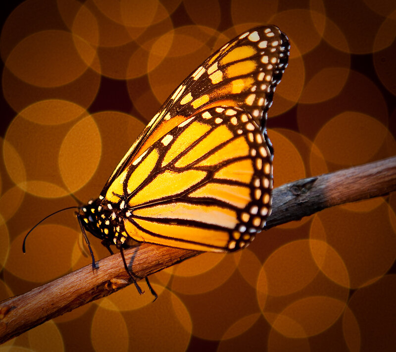 Monarch Butterfly on Branch — Orange, Dramatic