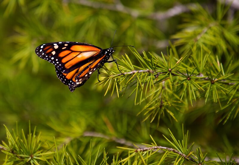 Monarch Butterfly on Branch — Orange, Serene, Afternoon, Photograph