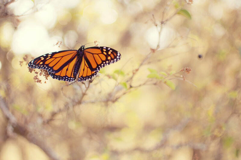 Monarch Butterfly on Branch — Orange, Serene, Afternoon