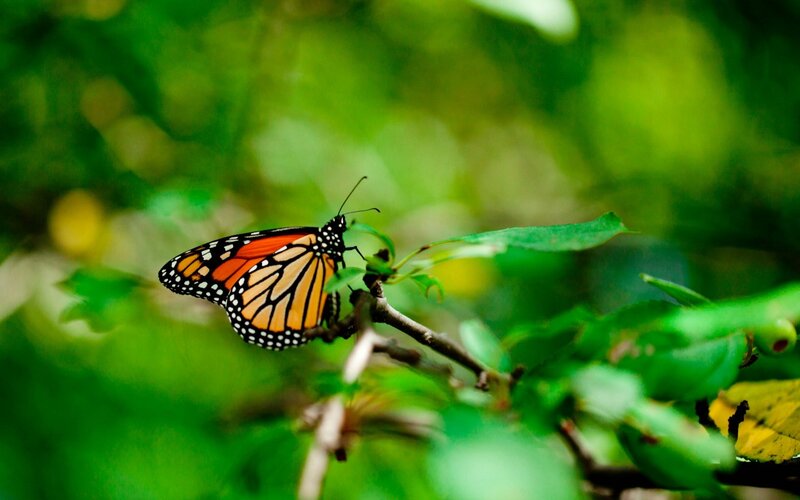 Monarch Butterfly on Branch — Orange, Serene, Photograph