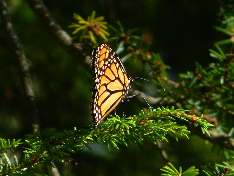 Monarch Butterfly on Branch — Orange, Serene