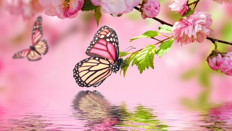 Monarch Butterfly on Branch — Pink