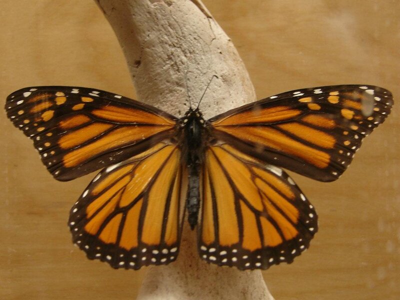 monarch butterfly on branch