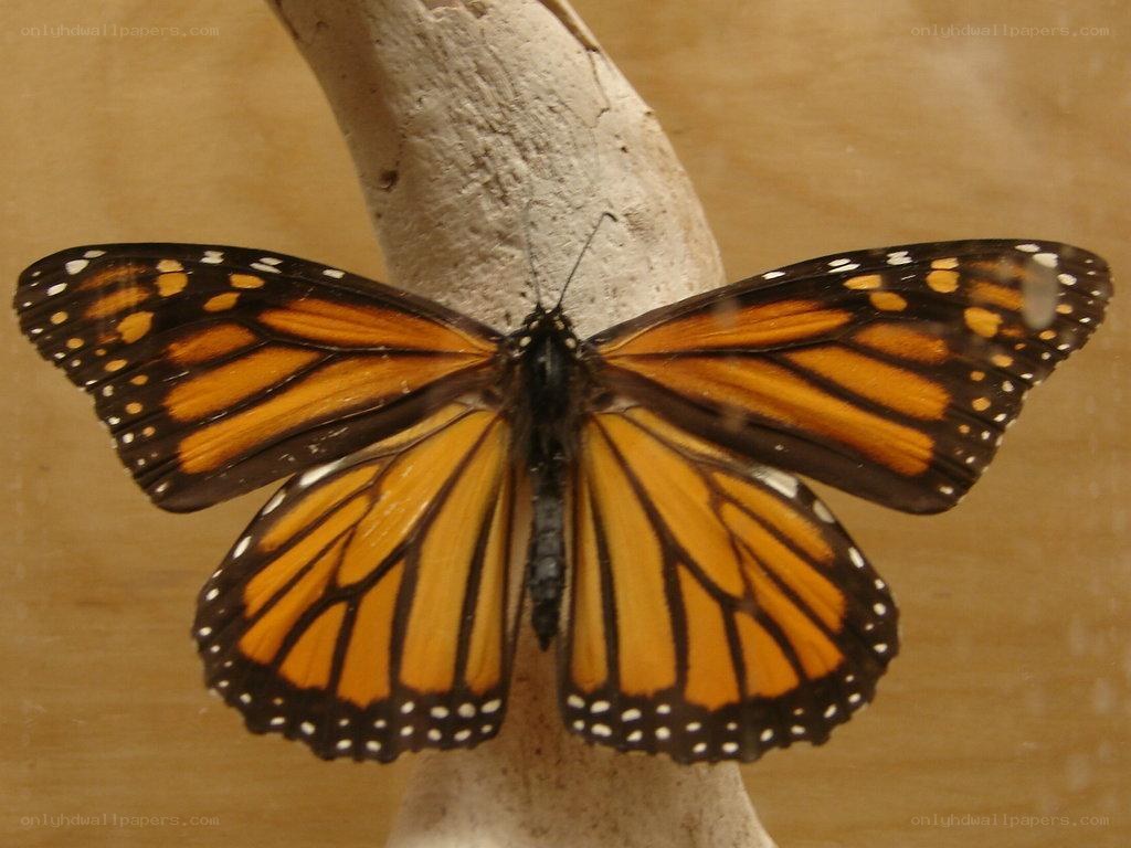monarch butterfly on branch
