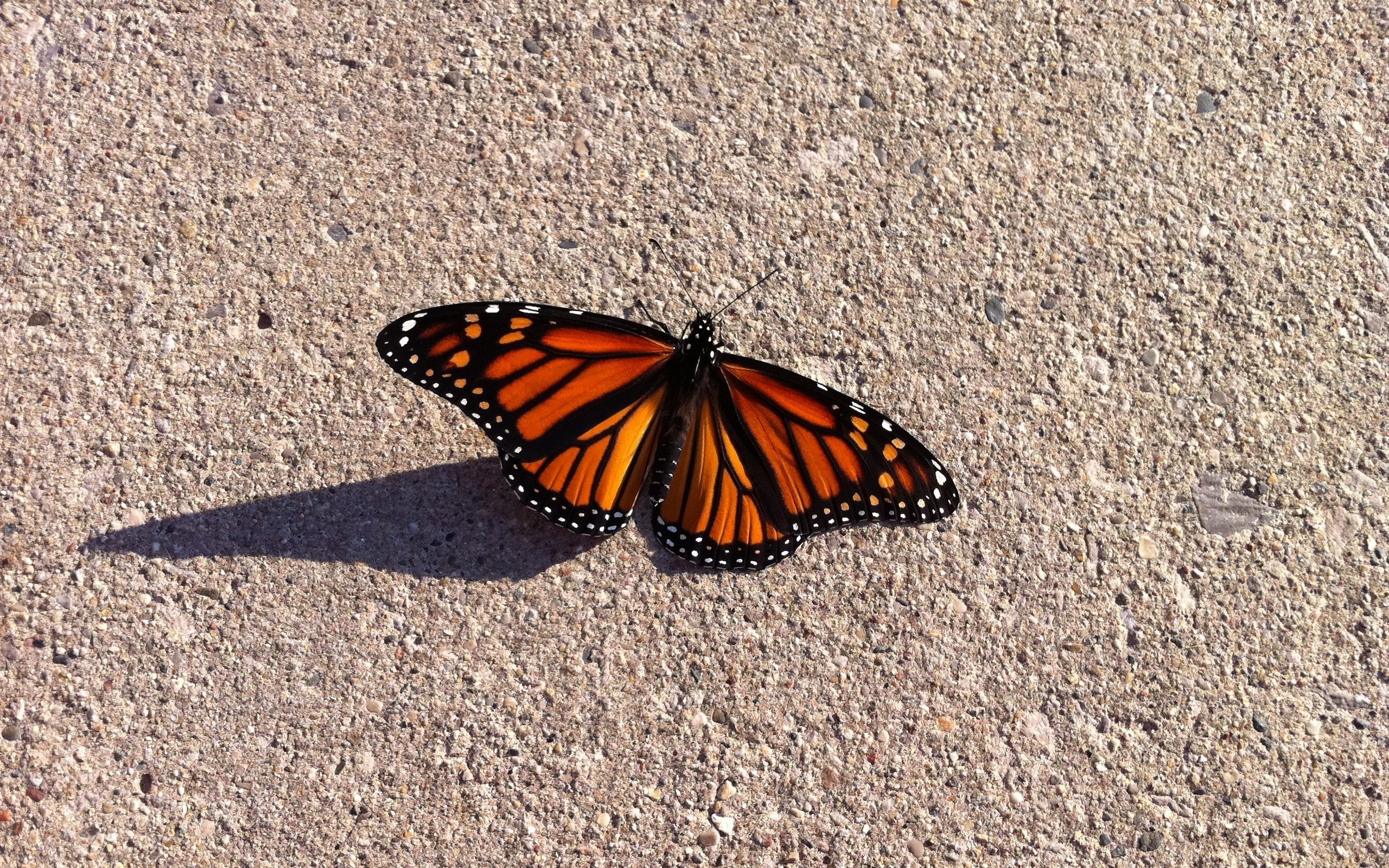 Monarch butterfly on concrete