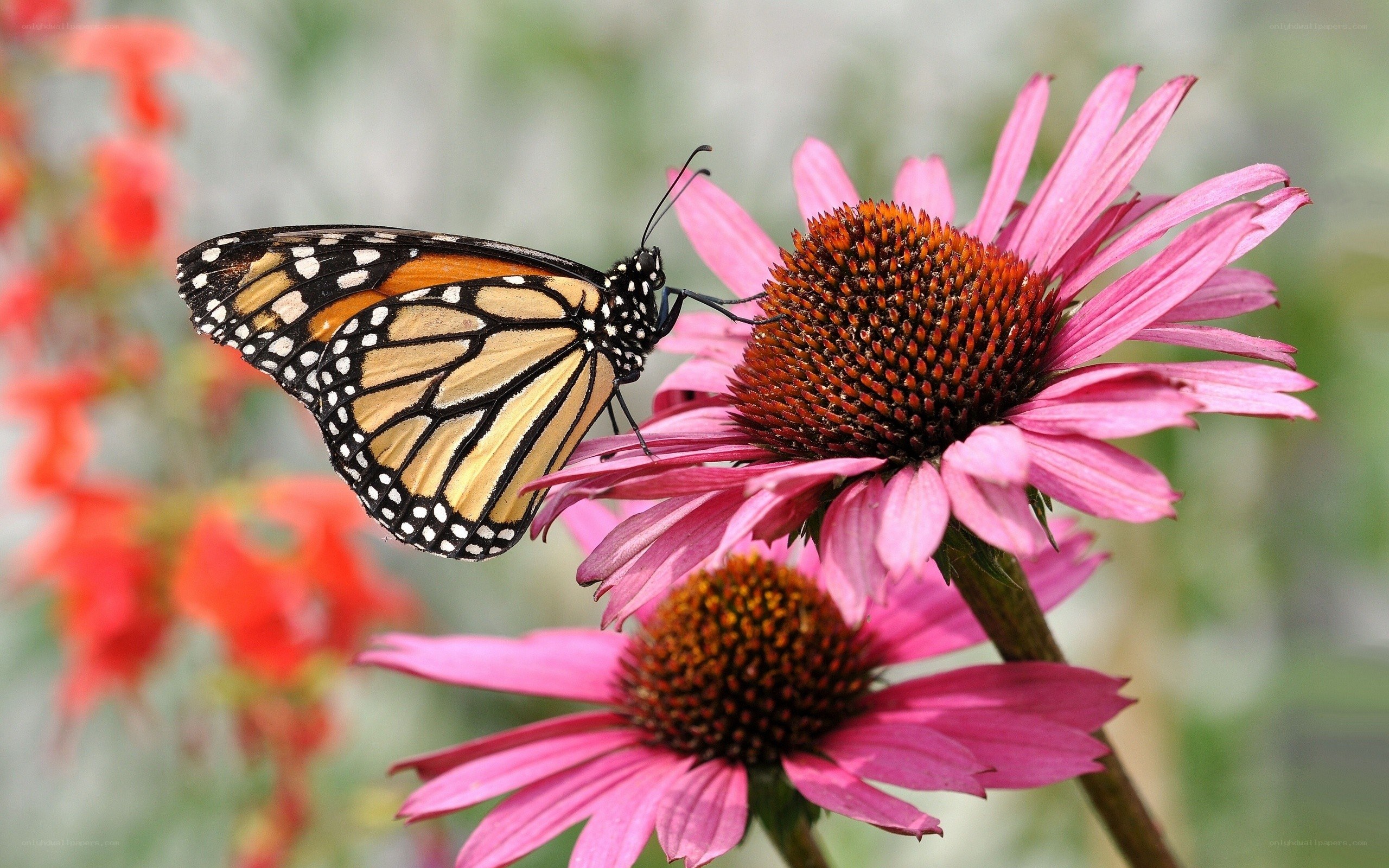 Monarch butterfly on coneflower