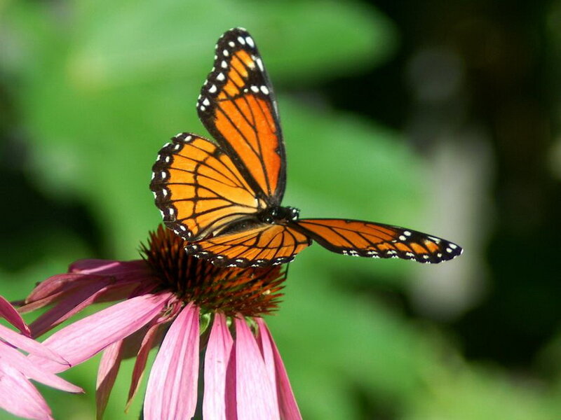 Monarch Butterfly on Coneflower — Orange, Calm, Afternoon