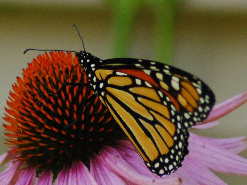Monarch Butterfly on Coneflower — Orange, Calm