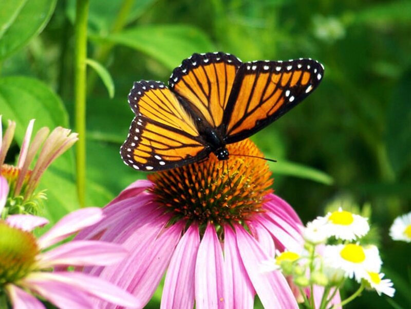 Monarch Butterfly on Coneflower — Orange