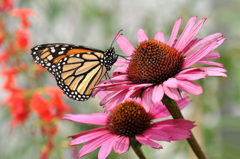 Monarch Butterfly on Coneflower — Pink, Calm, Summer