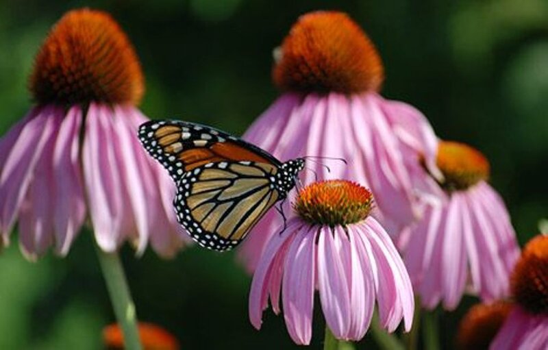 Monarch Butterfly on Coneflower — Pink, Calm