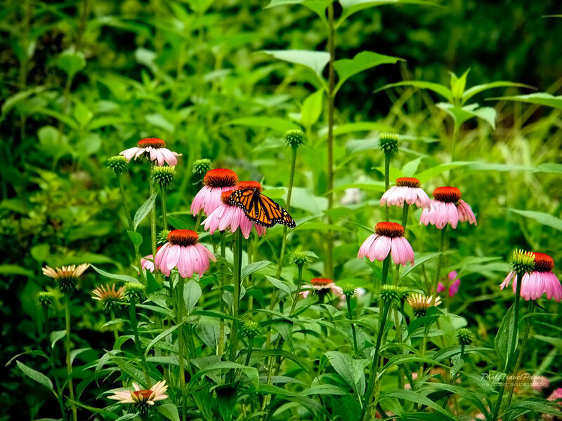 Monarch Butterfly on Coneflower — Pink