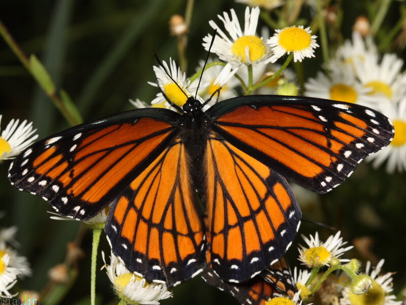 Monarch butterfly on daisies