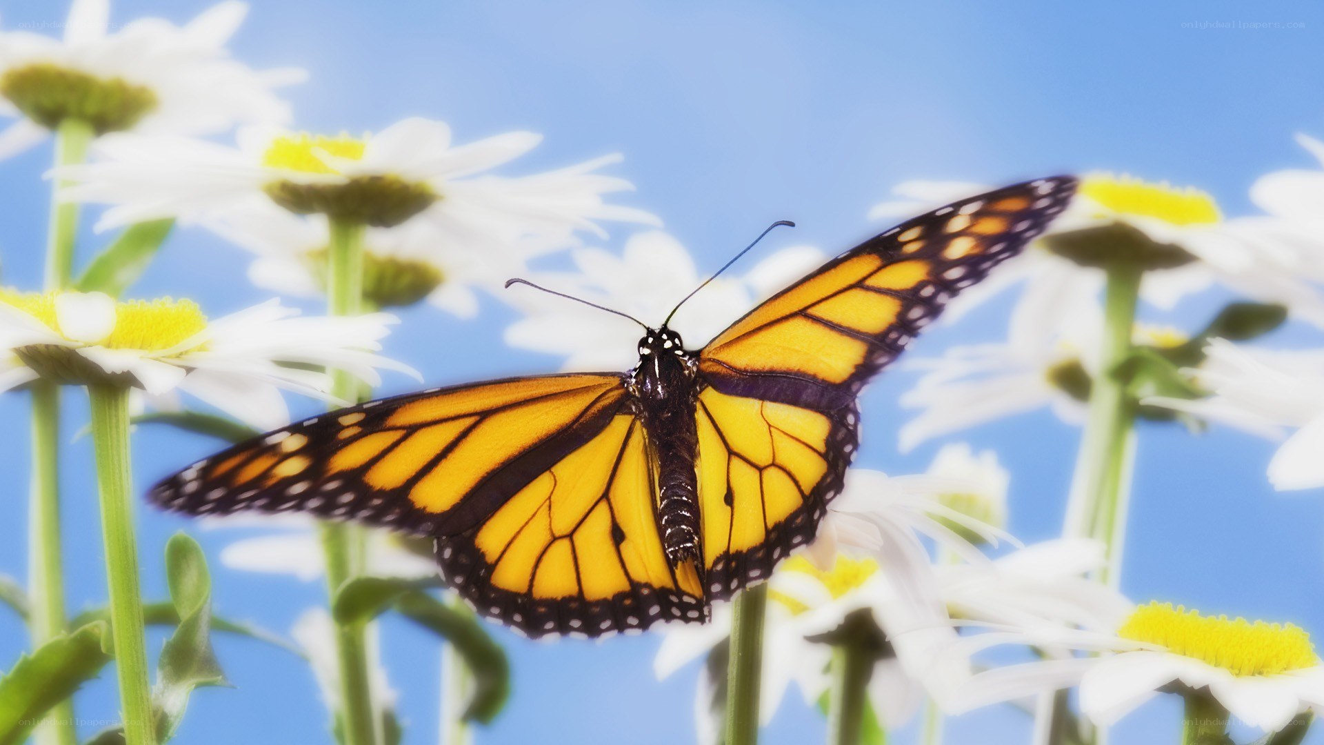 Monarch butterfly on daisies