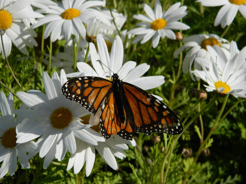 Monarch Butterfly on Daisy