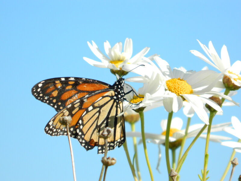 Monarch Butterfly on Daisy — White