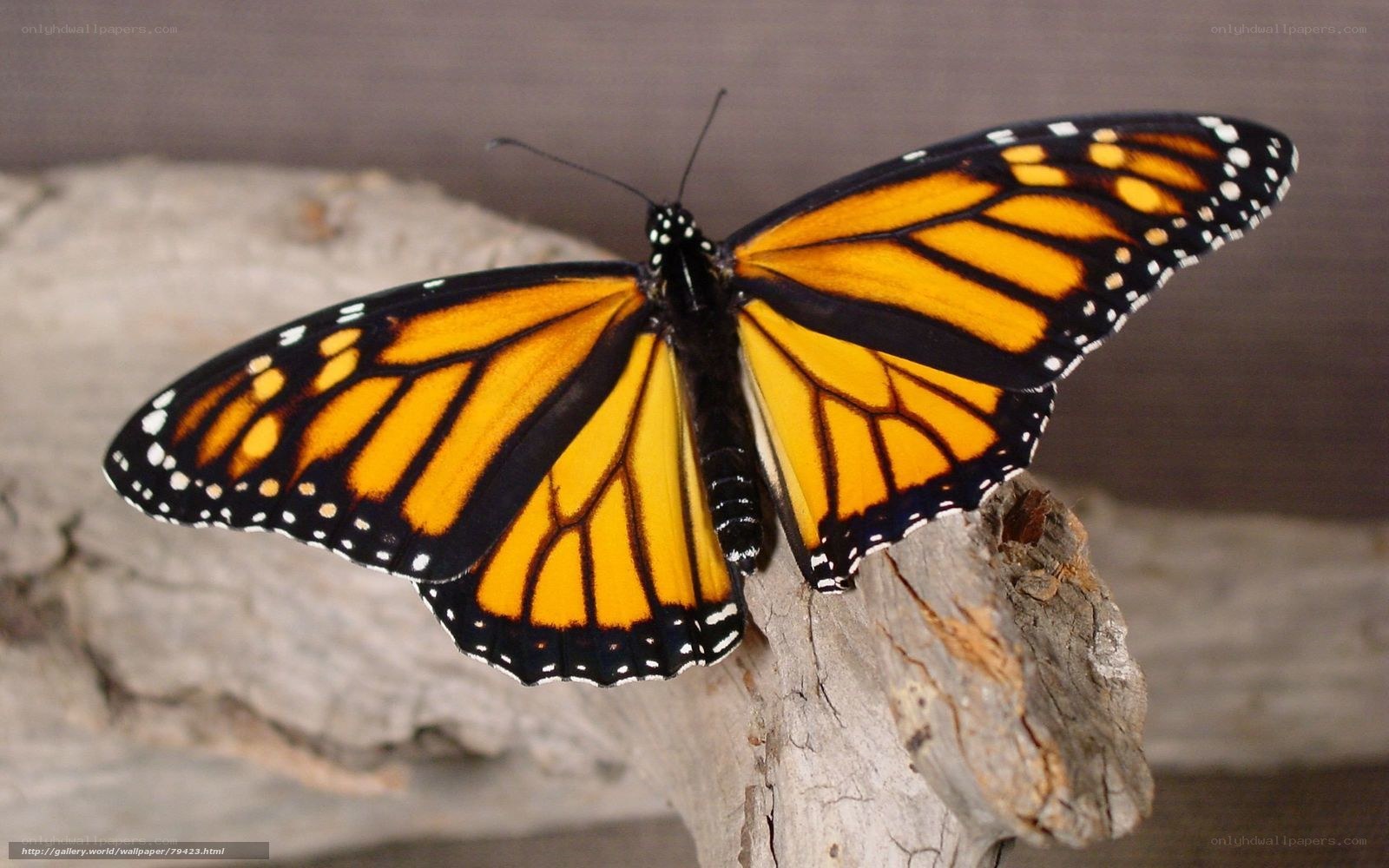 monarch butterfly on driftwood