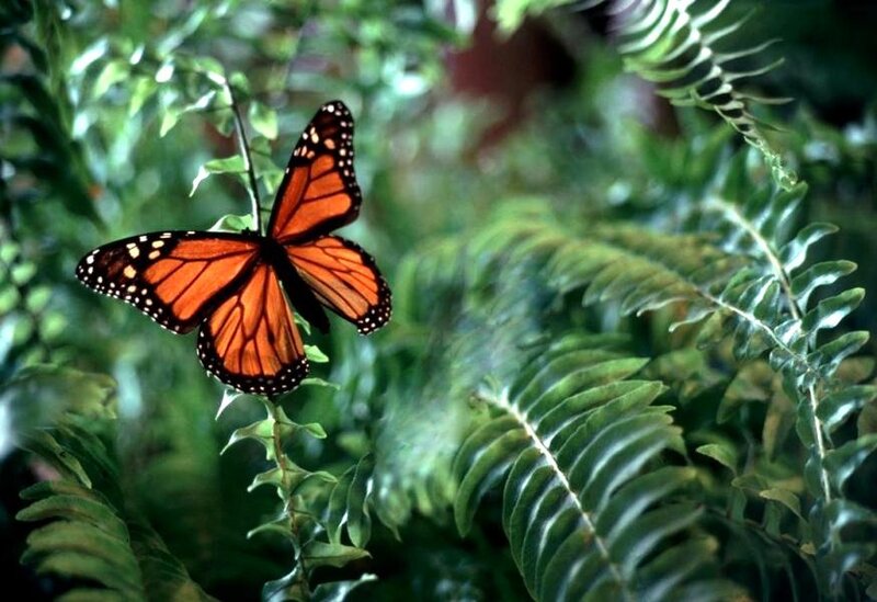 Monarch butterfly on fern