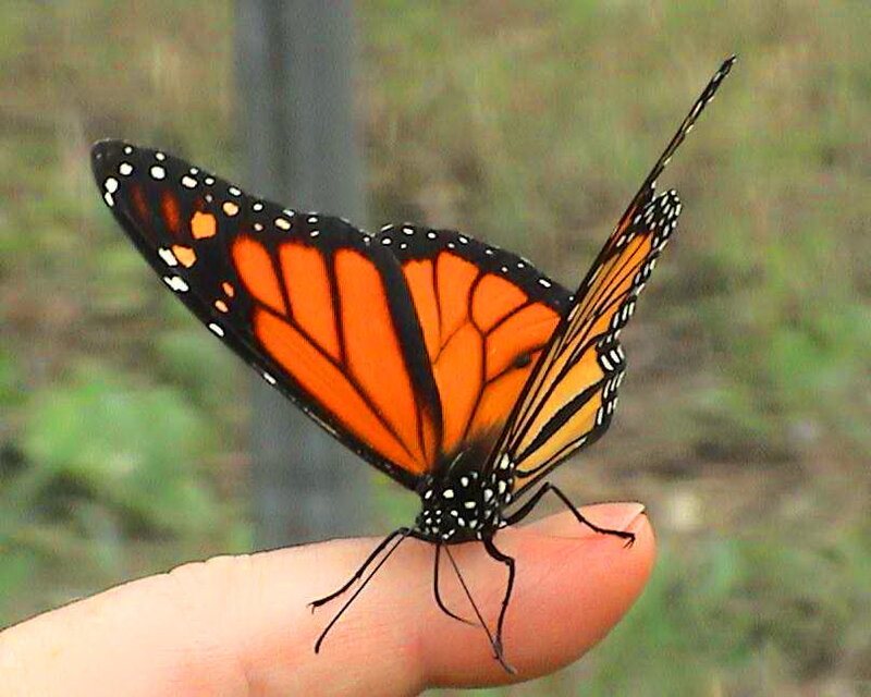 Monarch Butterfly on Finger — Orange