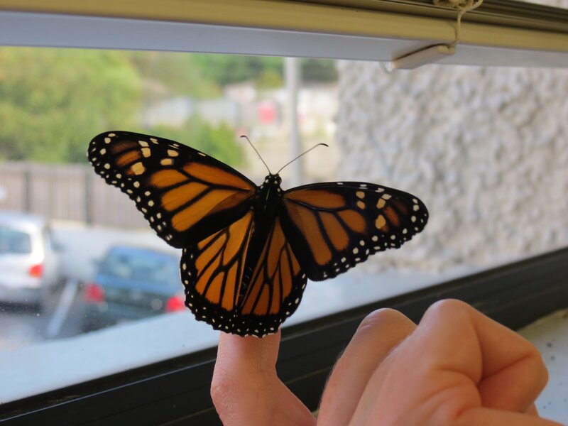 Monarch butterfly on finger