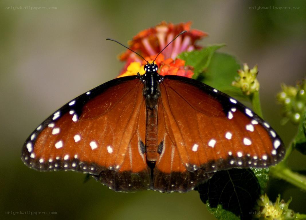 monarch butterfly on flower