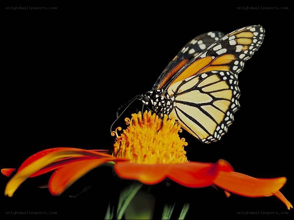 monarch butterfly on flower