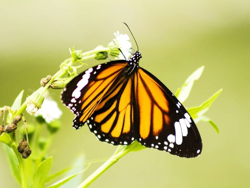 monarch butterfly on flower
