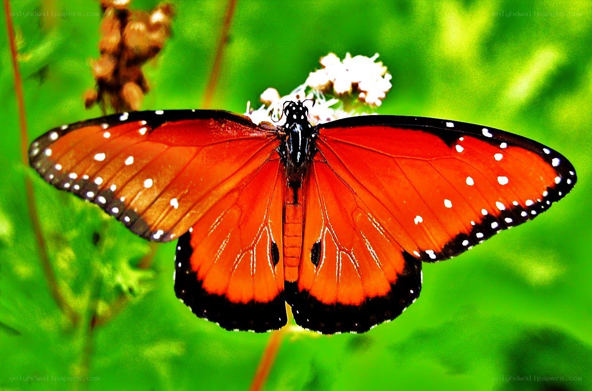 Monarch butterfly on flower