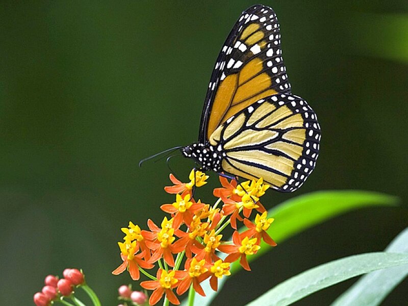 Monarch butterfly on flower
