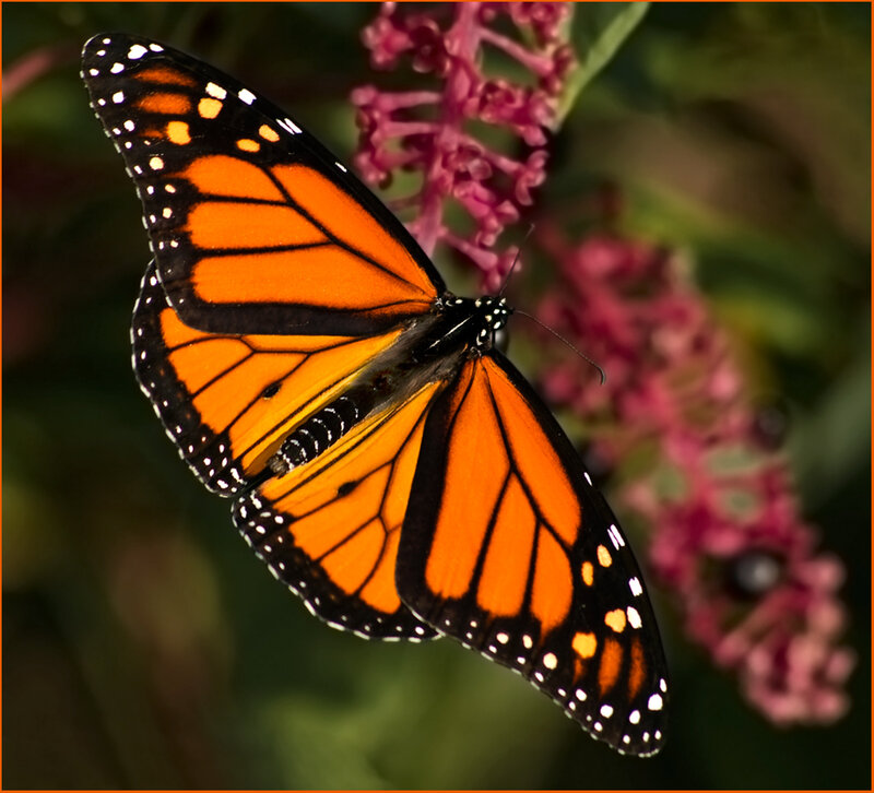 Monarch butterfly on flower