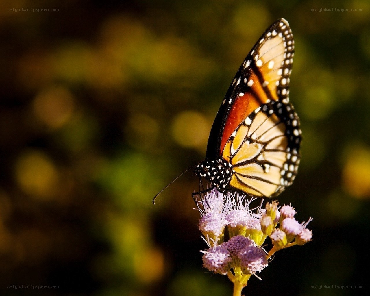 Monarch butterfly on flower