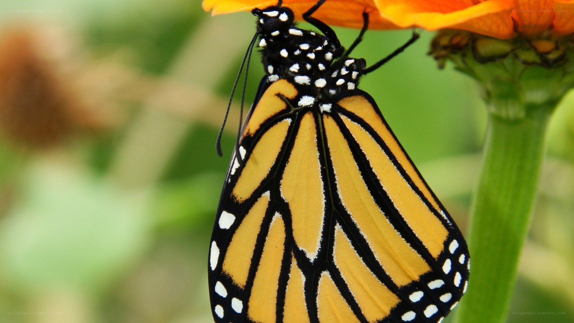 Monarch butterfly on flower