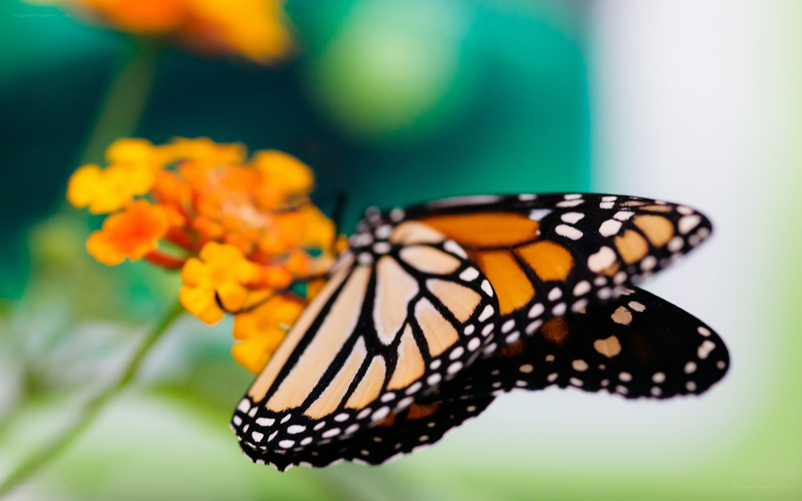monarch butterfly on flower