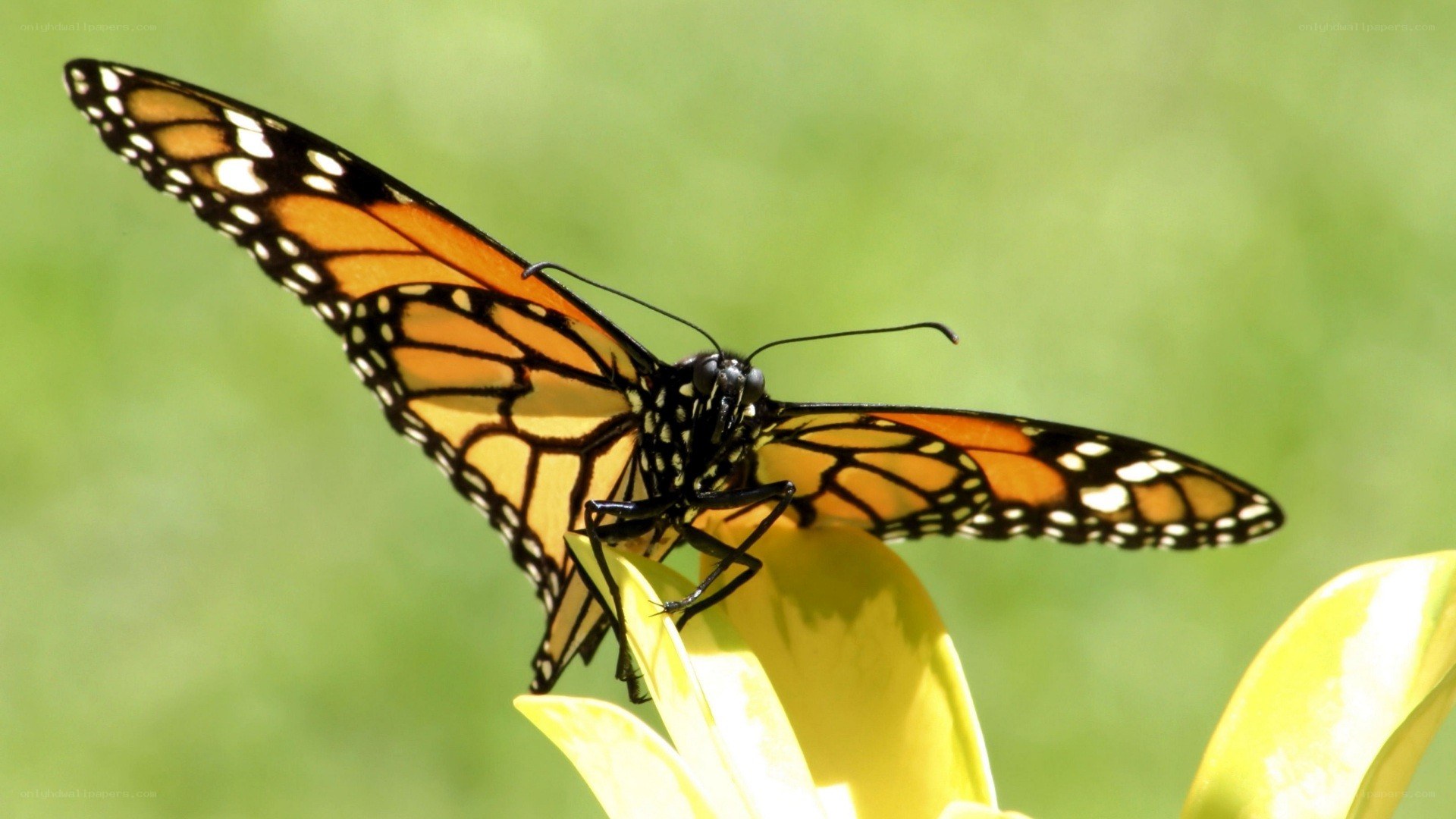 monarch butterfly on flower