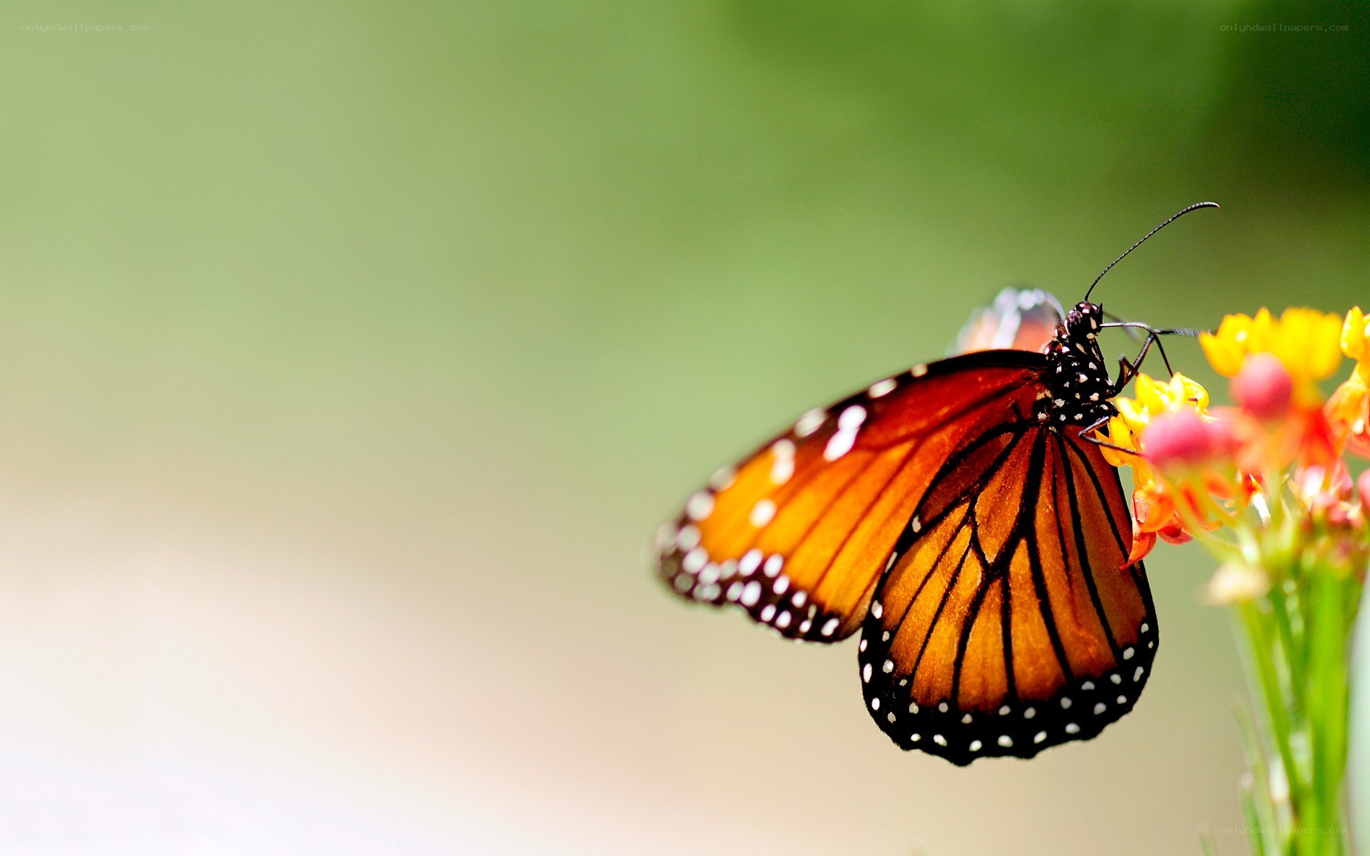 monarch butterfly on flower