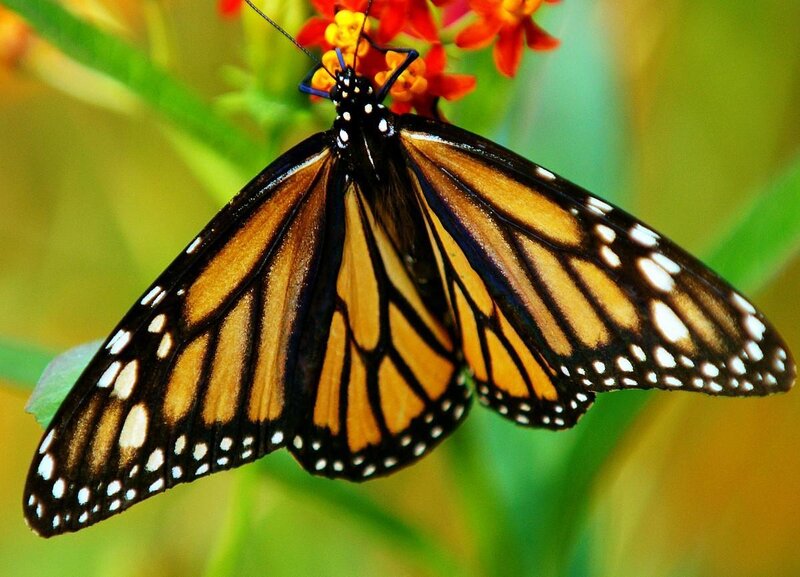 Monarch butterfly on flower