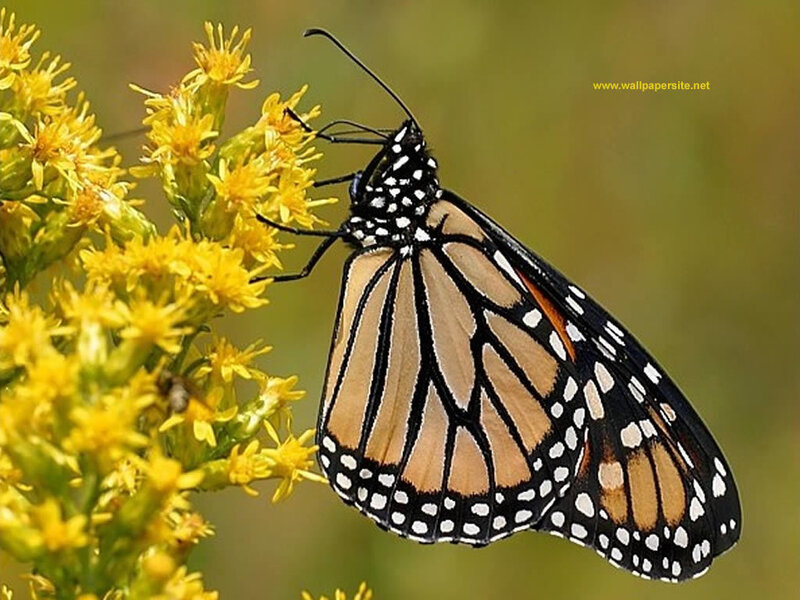 Monarch Butterfly on Flower — Black