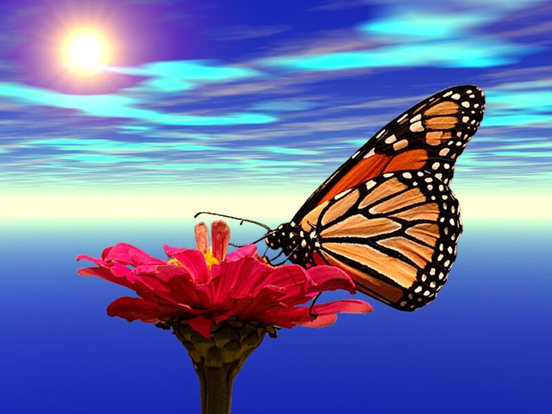 Monarch Butterfly on Flower — Blue, Serene