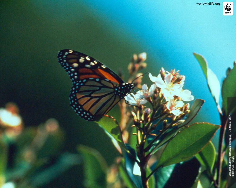Monarch Butterfly on Flower — Blue
