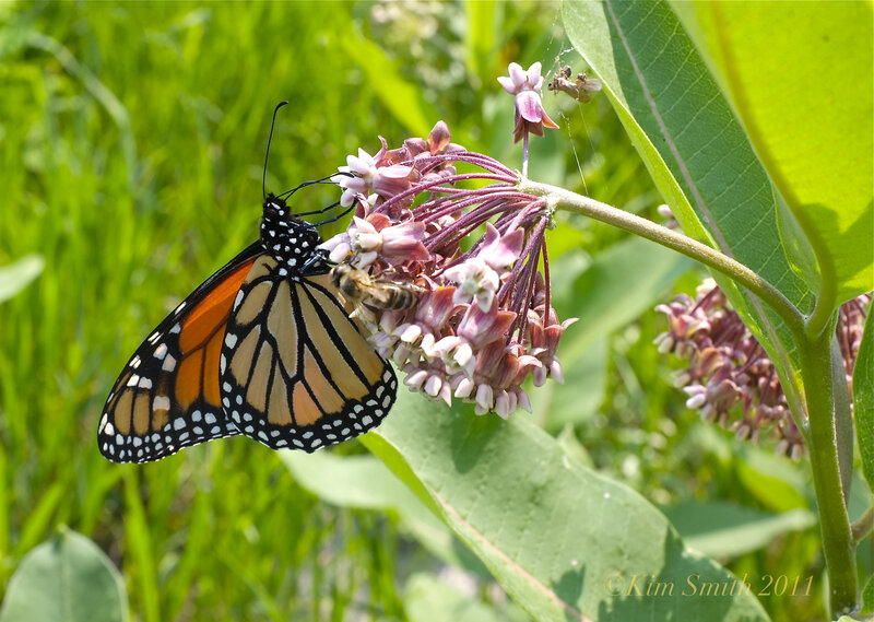 Monarch Butterfly on Flower — Green, Natural, Summer