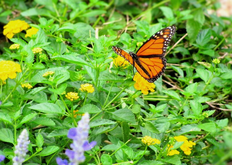 Monarch Butterfly on Flower — Green, Natural