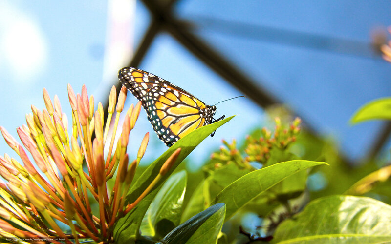 Monarch Butterfly on Flower — Green, Serene, Afternoon, Photograph