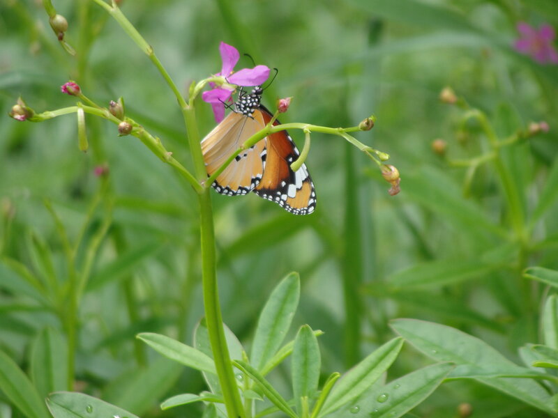 Monarch Butterfly on Flower — Green