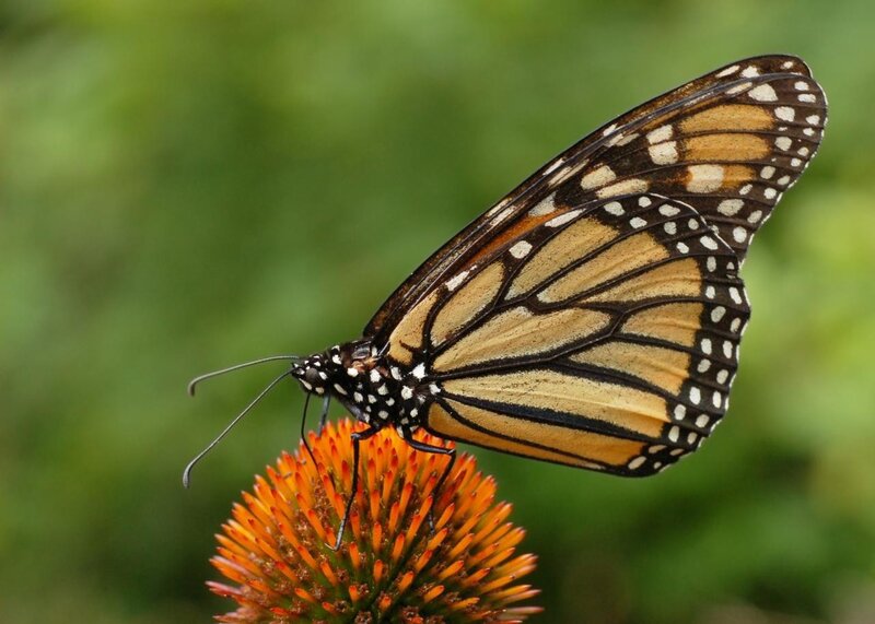 Monarch Butterfly on Flower — Orange, Black